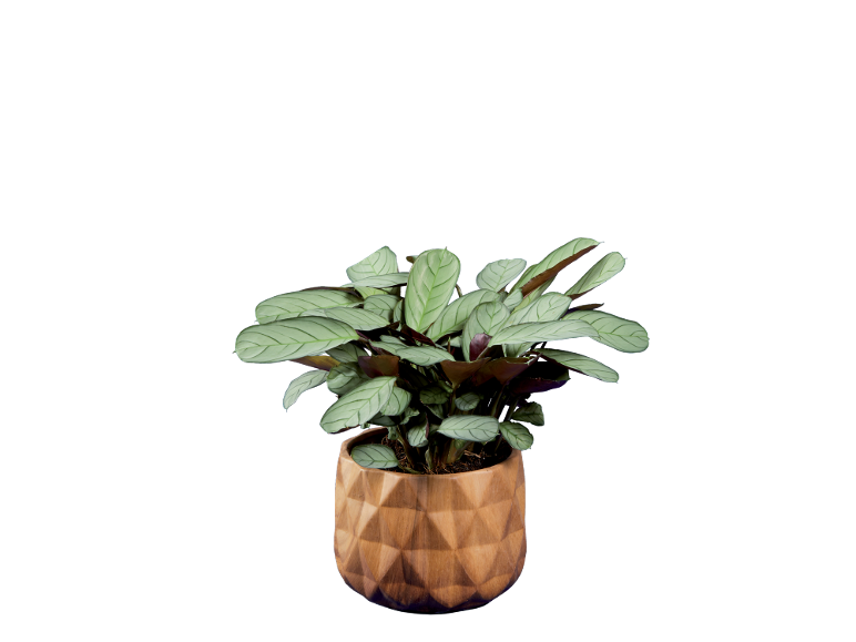 Potted plant with green leaves in a geometric, wooden pot.