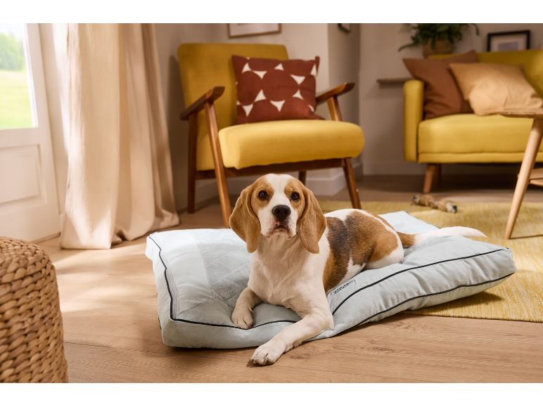 Beagle dog lying on a light blue dog bed in a living room with yellow furniture.