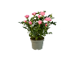 Pink rose bush in a grey pot against a black background.