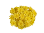 Vibrant yellow chrysanthemum bouquet on black background.