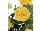 Vibrant yellow roses with green leaves, a large yellow rose in the foreground.