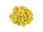 Bouquet of yellow chrysanthemums on a black background.