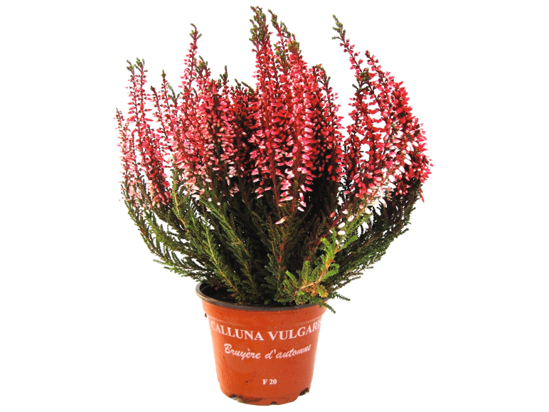 Winter heather with red flowers in a terracotta pot with text 'CALLUNA VULGARIS'