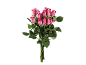 Bouquet of pink roses with green leaves on a black background.