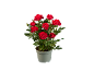 Potted rose plant with vibrant red flowers and green leaves.