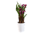 Purple calla lily plant in white pot on black background.