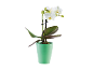 White orchid in a green pot