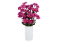 Bouquet of magenta daisies with yellow centers in a white vase.