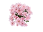 Bouquet of pink chrysanthemums on a black background