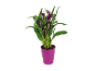 Purple calla plant in a fuchsia pot.