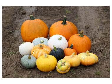 RYNECZEK LIDLA Mini Decorative Gourd