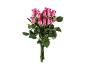A bouquet of pink roses with green leaves on a black background.
