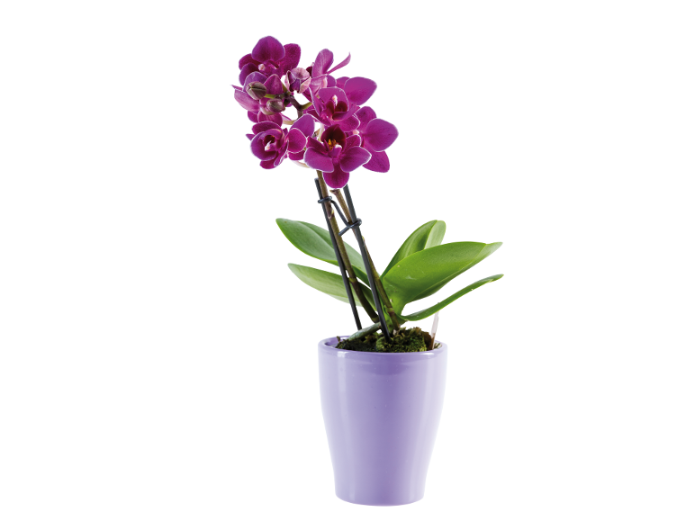 Purple orchid in a lilac pot