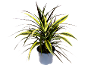 Colorful dracaena plant in a light pot on a black background