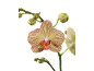 Yellow orchid with purple stripes and green buds on a black background.