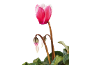 Pink cyclamen with buds and green leaves