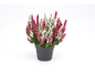 Winter heather in black pot with white and pink flowers