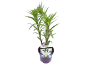 White oriental lily plant in purple pot with fragrant flowers label.