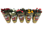 Five potted mini roses in red, white, pink, and yellow, wrapped in festive Santa Claus and reindeer packaging.
