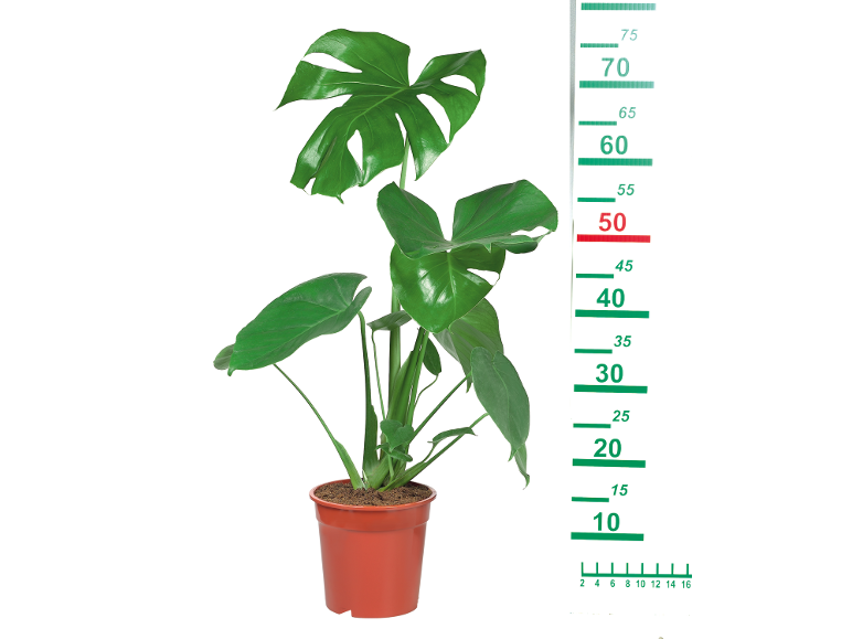 Monstera plant in a pot with a measuring scale from 10 to 75 cm.