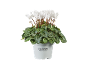 White cyclamen plant in a pot with green leaves, with 'Cyclamen Alpenveilchen' text on the pot.