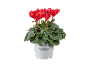 Red cyclamen in a white pot with the text 'Cyclamen Alpenveilchen'.