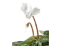 White cyclamen with an open flower and a closed bud against a black background.