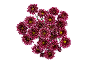 Bouquet of dark red chrysanthemums with white edges and yellow centers on a black background.