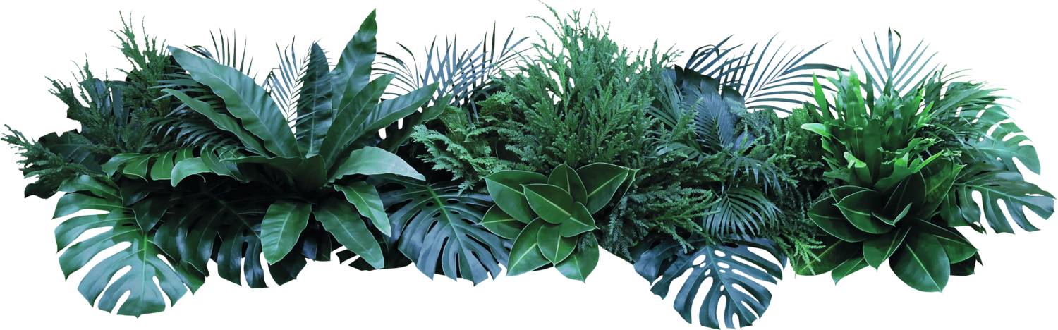 A selection of green tropical plants on a black background.