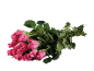 Bouquet of pink roses with green stems and leaves on a black background.