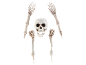 Halloween skeleton decoration set, consisting of a skull and four bony arms.