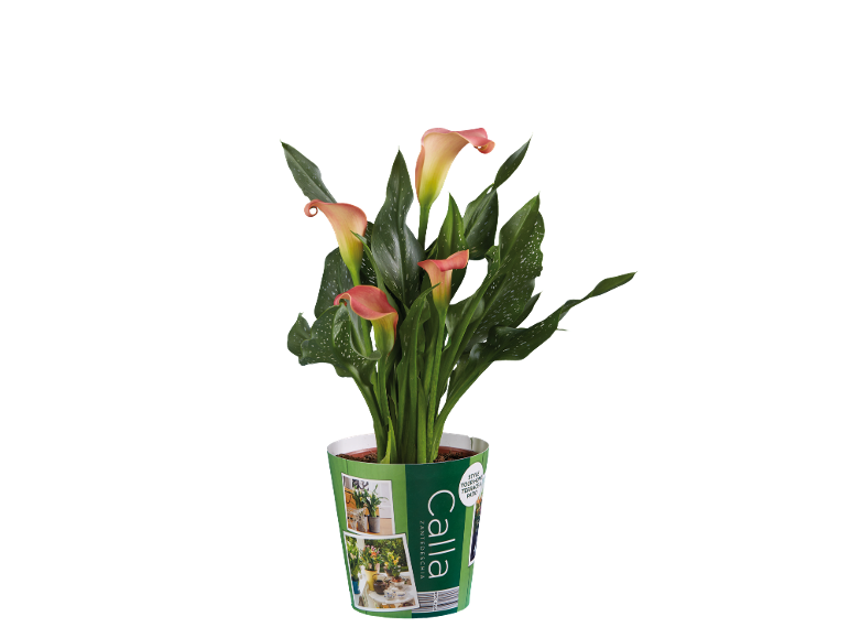 Calla plant with salmon-colored flowers and speckled green leaves, in a pot with the label 'Calla'.