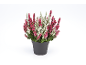 Heather plant with white and pink flowers in a black pot