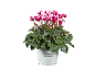 Pink and white cyclamen flowers with green leaves in a white pot, with text 'Cyclamen Alpenveilchen'.