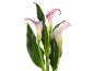 Three pink and white calla lilies with green leaves on a black background.