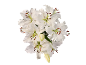 Bouquet of white lilies with brown stamens on a black background.