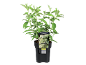 Hydrangea paniculata 'Limelight' in a black pot, with label 107348