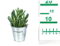 Succulent plant in a metal bucket with a measuring ruler next to it.