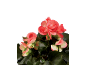 Salmon-colored begonias with dark green leaves against a black background.