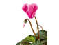 Pink cyclamen with a bud and green leaves against a black background.