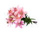 Bouquet of pink lilies with green leaves on a black background.
