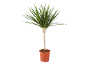 Dragon tree plant with green and red leaves in a terracotta pot.