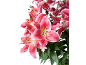 Bouquet of pink lilies with green leaves on a black background.