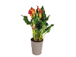 Calla lily plant in a grey pot with red and orange flowers