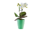 White orchid in green pot