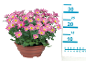 Pink chrysanthemum in a pot with a 30 cm measuring scale