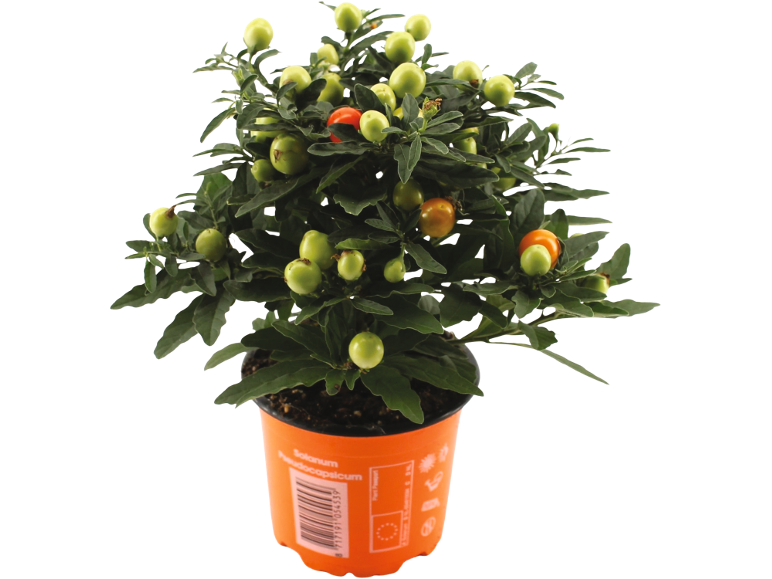 Ornamental plant Solanum pseudocapsicum with green and orange berries in an orange pot.