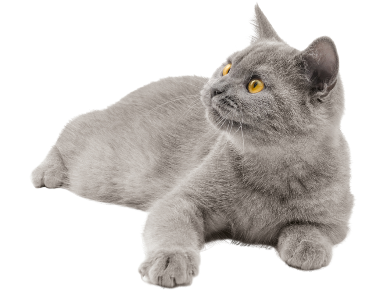 Grey cat with yellow eyes lying down, looking upwards.