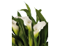 White calla lilies with green leaves against a black background.