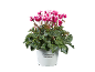 Pink and white cyclamen flowers with green leaves in a white pot, with text 'Cyclamen Alpenveilchen'.